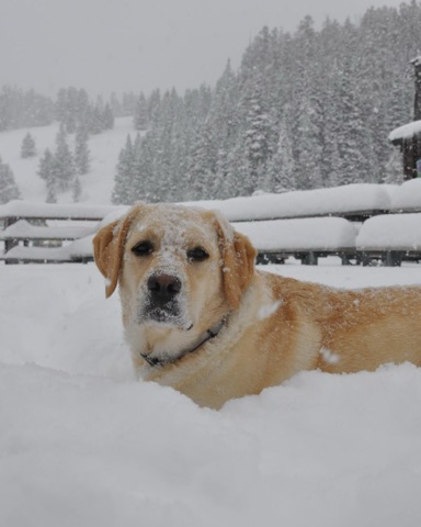 2025 Annie Gold — The Lodge Deck Facebook Post from 03-11-2025