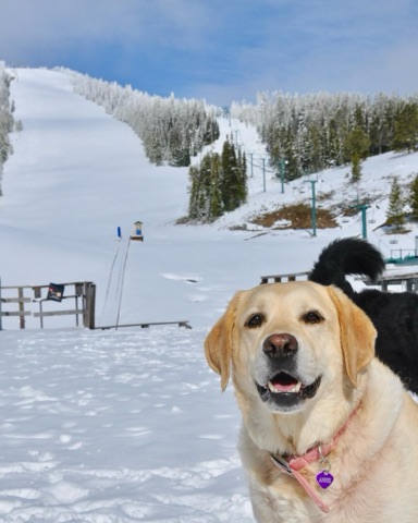 2025 Annie Gold — The Lodge Deck Facebook Post from 03-11-2025