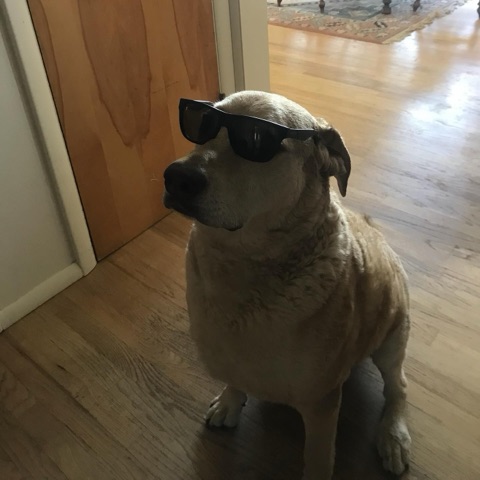 2025 Not at Showdown — Cool Dog Facebook Post from 03-30-2025