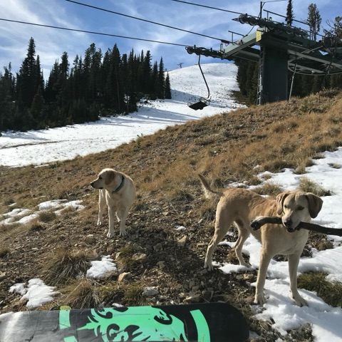 2025 Annie Gold, marshall korslien — Quicksilver — Surf Dog Facebook Post from 03-30-2025