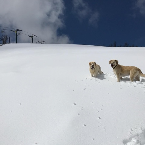 2025 Annie Gold, marshall korslien — The Hall-O — Surf Dogs Facebook Post from 03-30-2025