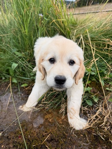 2025 Maverick Jaraczeski — The base area — New pup! Facebook Post from 09-12-2025