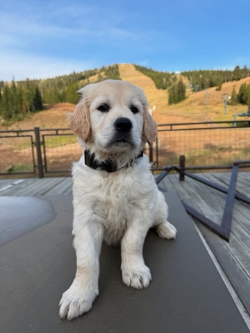2025 Maverick Jaraczeski — The Lodge Deck — New pup! Facebook Post from 09-12-2025