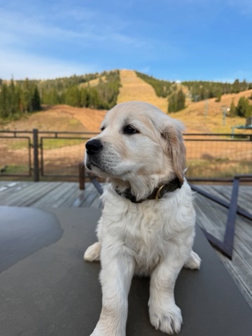 2025 Maverick Jaraczeski — The Lodge Deck — New pup! Facebook Post from 09-12-2025