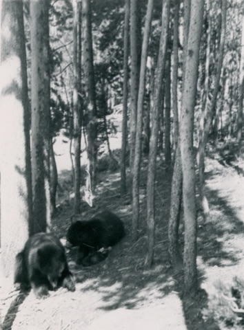 1951 2 bears in the forest