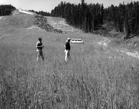 1960s Cutting Trees Hall-O and Twister