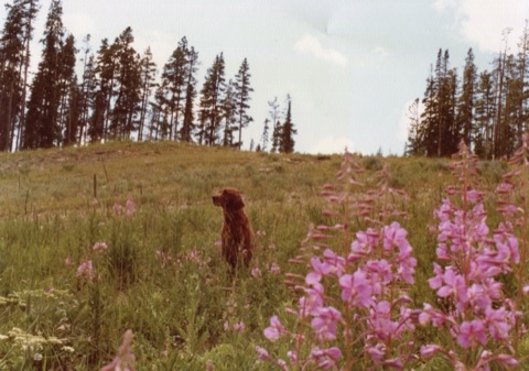 1970s Fred
