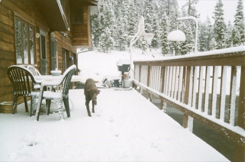 1995 Tank in August snow