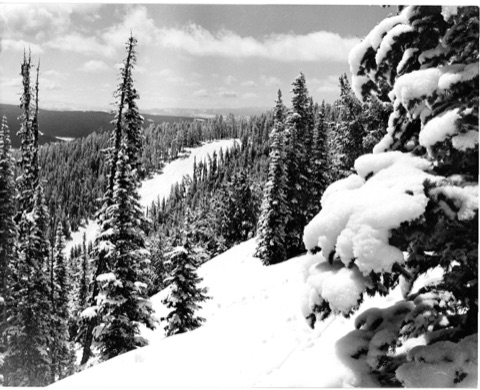 1975 Ray Ozmon Snowy Trees