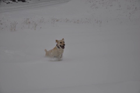 2015 National Dog Day 2015 Facebook Post from 08-26-2015